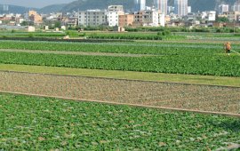 沐鸣注册宅梧蔬菜基地